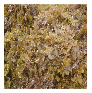 ส่วนประกอบของปุ๋ย-อาหารสัตว์ติดต่อ WA 0084817092069สาหร่าย Sargassum แห้ง-มอสทะเลแห้ง - Product Image 5