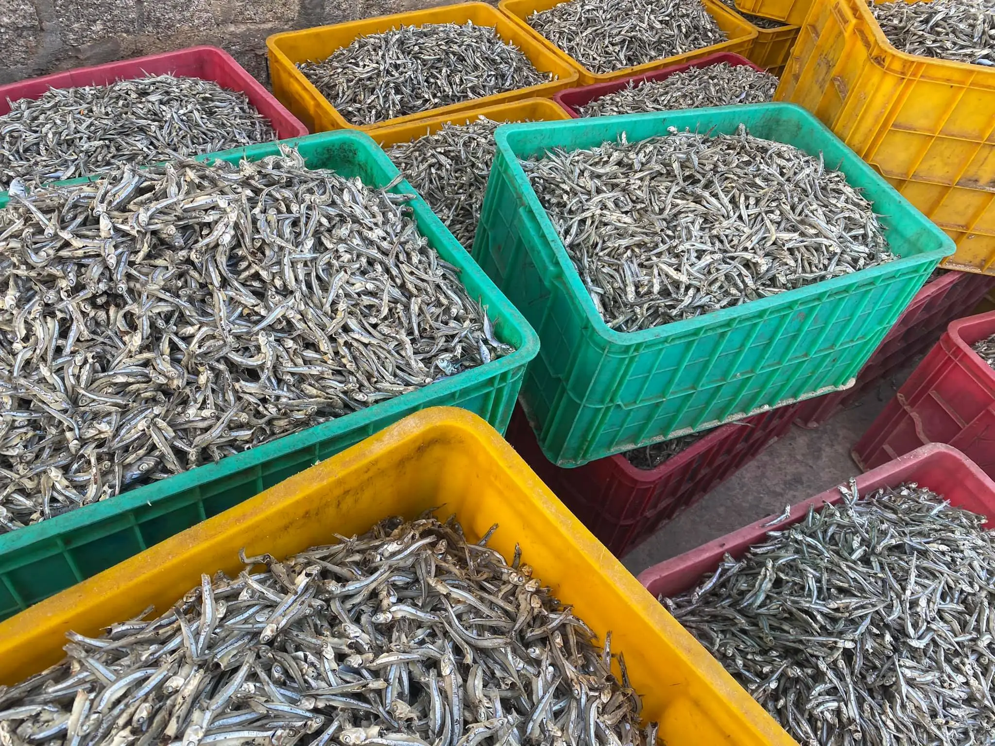 Dried Small Anchovy fish 4-6cm Not Boil Type from Vietnam Supplier 2022