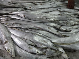 Fil de pêche givré avec ruban, collection de, pour queue de poisson, fruits de mer, qualité B - Product Image 6