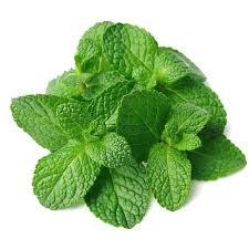 Aceite Esencial de Menta Pura (Destilado al Vapor, Certificado GMP) de Aarnav Global Exports para la Elaboración de Jabones y Perfumes - Product Image 5