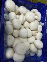 Youpin Detan frais à boutons blancs, champignons, 1 pièce