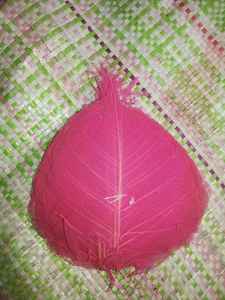 Hojas de Esqueleto Naturales para Manualidades - Product Image 4