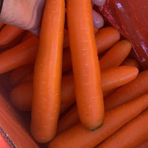 Zanahorias Orgánicas Congeladas Frescas de Color Naranja, Variedad Roja Larga, Origen Sudáfrica, 10KG/CTNS, Vegetales Cultivados Económicos - Product Image 3