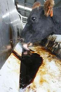 AZÚCAR DE CAÑA REFINADO LÍQUIDO/MELAZA ALTA CALIDAD DE VIET NAM/Sra. Shyn Tran - Product Image 4