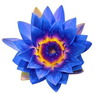 Best Selling Blue Louts Absolute <b>Oil</b> Pure Extract for Perfume and Bath Manufactured in India on Sale - Product Image 4