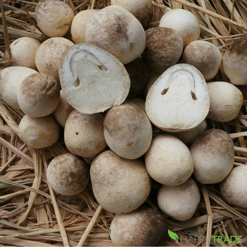 Champignons en conserve au meilleur prix en vente