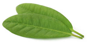 น้ำมันหอมระเหยใบอบเชยออร์แกนิคแท้ 100% จากศรีลังกา สกัดด้วยไอน้ำ มีจำหน่ายสำหรับการซื้อจำนวนมากในราคาประหยัด - Product Image 5