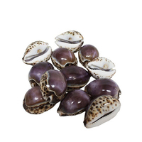 Matériel de coquillages de cauris tigrés, coquillages de cauris en gros
