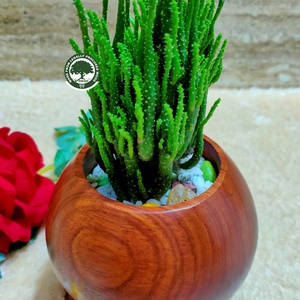 Maceta de Madera Ecológica Riksh con Planta de Cactus, Autorriego, Diseño Minimalista Moderno Tallado a Mano, para Uso en Interiores y Escritorio - Product Image 1