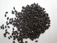 Vente en gros de graines de panier de qualité supérieure, 84977157110, herbes du Vietnam, épices/lierre, livraison gratuite