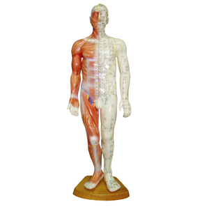 Gelsonlab HSBMA-011 एक्यूपंक्चर पेशी मॉडल के साथ पुरुष 55cm - Product Image 1