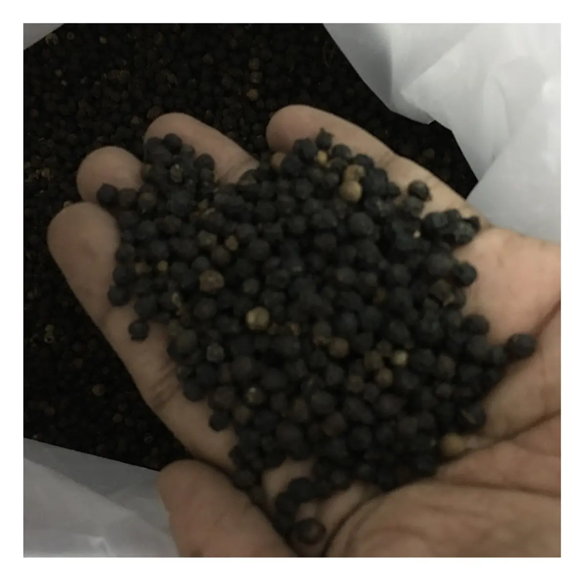 Pimenta preta seca preta para venda, preço acessível, tempero, peppercorn, seco inteiro, preto