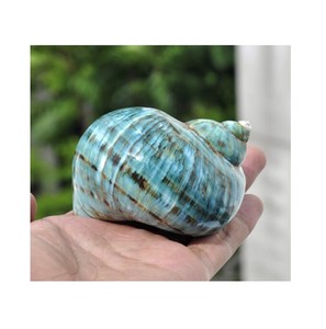 Coquille de Turban Verte Décoration de Plage Coquille de Perle Verte Polie Mariage Grande Taille en provenance du Vietnam - Product Image 4