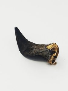 Corne de buffle entière, matière première, corne indienne sculptée, objet d'art, style animalier, objet de collection - Product Image 3