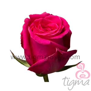 Ecuador Fresh cut flowers hot pink rose