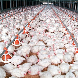 Les fabricants produisent et exportent des cadres de structure en acier en forme de H pour des fermes robustes et stables, de nouveaux poulaillers et cochons - Product Image 6