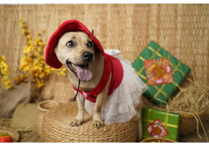 Vêtements pour animaux de compagnie fabriqué au vietnam, robe à nœud papillon, pour petit et moyen chien, en maille Voon, bon marché, collection - Product Image 2