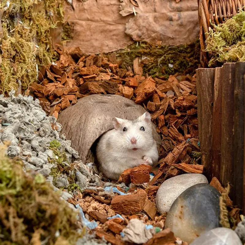 Großhandel Coconut Shell Haus für Hamster Reptilien Eidechse Spinne Aquarium mit besten Preis WhatsApp 84 963949178