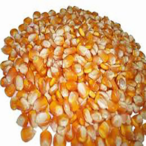 Kernel de maíz amarillo dulce congelado de la más alta calidad con certificación ISO recién conservado en agua envasado al vacío en latas para comer - Product Image 3