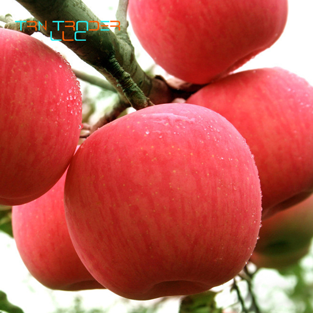 Wholesale High Quality Organic Sweet Fresh Fuji Apple with Good Price