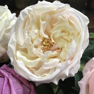 Nicro T330 — bouquet de mariage, pièces centrales de haute qualité, simples têtes, en Latex tactile, Rose Austin, Rose en soie, DIY bricolage - Product Image 5