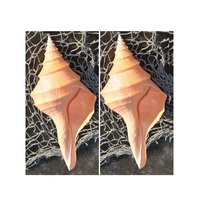 Grande coquille décorative/ Décoration d'intérieur naturelle/ Coquille d'escargot géante (Verda_WS +99 Données dorées)