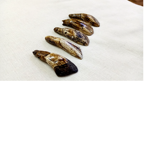 Colgantes de dientes de búfalo natural, aptos para diseñadores de joyería y Tiendas de Cuentas - Product Image 1