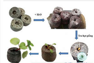 Pellets de Turba de Coco, Discos de Fibra de Coco, Discos de Coco Comprimido de Alta Calidad para Jardinería y Agricultura, Procedente de Vietnam - Product Image 2