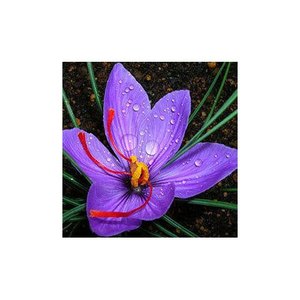 Fournisseur en gros de crocus d'automne (Crocus Sativus) safran du Cachemire séché au meilleur prix cru traité de meilleure qualité - Product Image 1