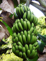 CTC Green Banana-BD Modelo de Origen 2021