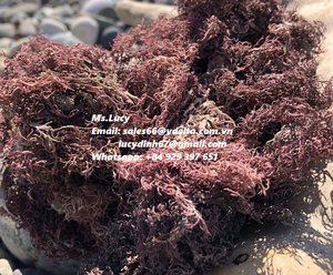 MUSGO DE MAR PÚRPURA 2023 CALIENTE CON ALTA CALIDAD DE VIETNAM/Sra. Lily - Product Image 6