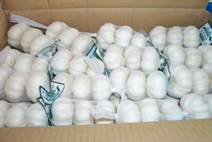 High Quality <b>Fresh</b> <b>Garlic</b> in Bulk Wholesale per Tons - Product Image 2
