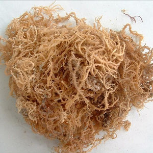 MEJOR PRECIO de GRACILARIA SECA CRUDA/ALGA GRACILARIA DE ALTA CALIDAD // Helen +84 374 288 086 - Product Image 1