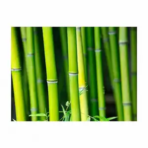 Bamboo Natural Bamboo/ Bamboo Cane from eco-Friendly Garden 99GD