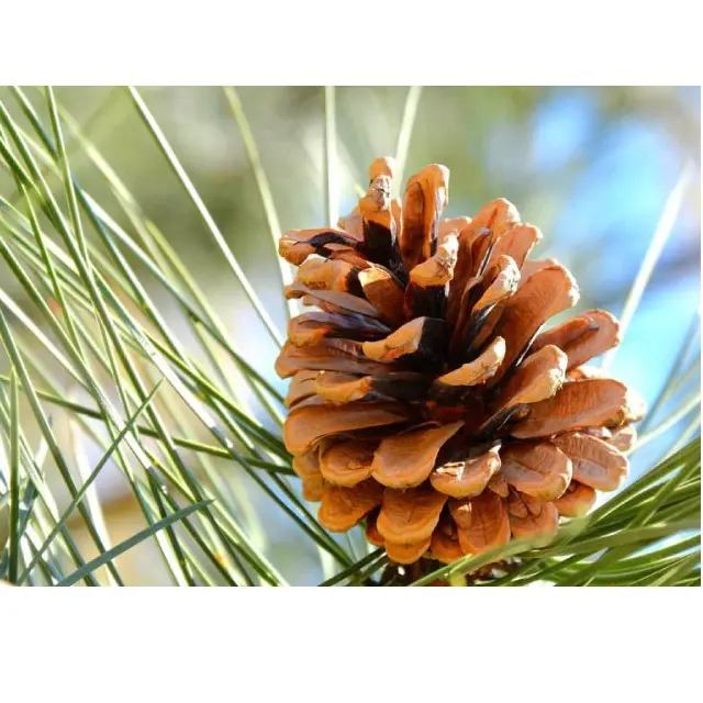 Pine Pinaster Turpentine oil for wellness