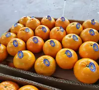 Kino kinnow - Mandarin Tangerine, Orange