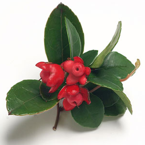 Huile essentielle de Wintergreen certifiée GMP, distillée à la vapeur à partir de feuilles du Népal, huile essentielle pure par Aarnav Global Exports - Product Image 4