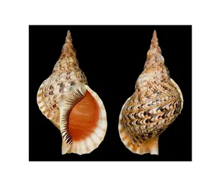 Wholesale Natural Seashell Conch Craft Snail Seashell Home Decoration For Export