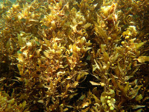 สาหร่ายสาหร่ายทะเลซาร์กาซัม ประโยชน์หลากหลาย /อลิซ +84 904 183 651 - Product Image 5