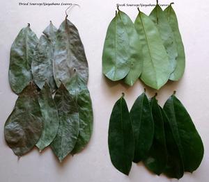 Feuilles de graviola/corossol séchées de haute qualité du Vietnam épices et herbes simples Shyn Tran - Product Image 1