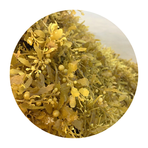 Engrais d'algues sargasses séchées vietnamiennes de haute qualité pour les cultures, export direct à prix avantageux. Contactez Shyn Tran +84382089109 - Product Image 1