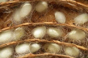 CAZO DE SEDA NATURAL DE VIETNAM PARA FIBRA DE SEDA Sra. Laura - Product Image 4