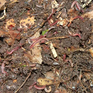 VERMICOMPOST/органическое удобрение-специальные вьетнамские удобрения-удобрение red wigglers