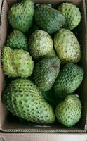 Hoogwaardige biologische verse zuurzakvruchten uit Vietnam, graad A VDELTA, 20cm, 1,5kg //NICKY
