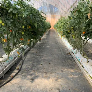 种植草莓的可可种植袋的最佳价格越南制造商