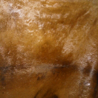 Kulit Sapi dan Kulit Kerbau Utuh Asin Basah Merek Vietnam Model 01