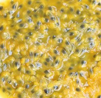 Cubos de Pulpa de Maracuyá Congelados Naturalmente, Proceso de Congelación IQF, Envasados al Vacío, Alto Contenido de Brix - Ms. Kana