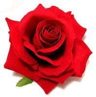 Hydrolat de rose biologique en vrac, eau florale distillée à la vapeur de Bulgarie, Rosa Damascena, certifié GMP
