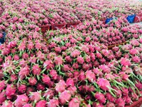 Verse Dragon Fruit (Thanh Long Vietnam) Graad A, 60 dagen houdbaarheid - WHATSAPP 0084 989 322 607