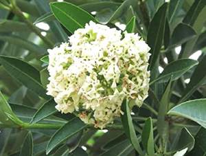 Extrait d'Herbes d'Écorce Saptaparni-Alstonia Scholaris 1kg dans Récipient Plastique - Product Image 2